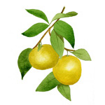 Grapefruit
